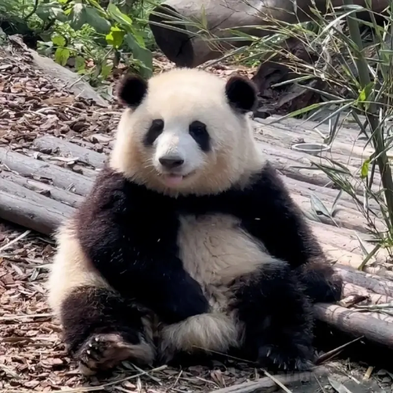 China's national treasure, the giant panda named Hehua-LuckyCharms.Shop